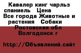 Кавалер кинг чарльз спаниель › Цена ­ 40 000 - Все города Животные и растения » Собаки   . Ростовская обл.,Волгодонск г.